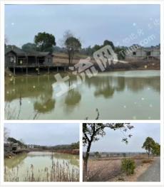 常州金坛区 172.41亩 其它林地 经营权转让