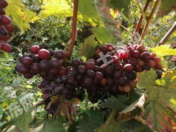 大连甘井子区 9.05亩 果园 经营权转让