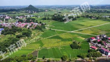 永州零陵区 3500亩 水田 经营权出租