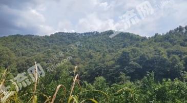 清远佛冈县 750亩 其它林地 经营权转让