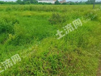 茂名高州市 50亩 水田 经营权出租