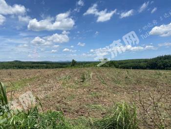 儋州雅星镇30亩其它林地经营权出租