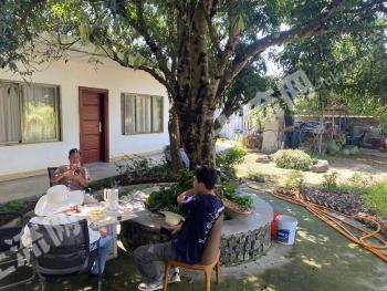 儋州雅星镇 150亩 其它林地 经营权转包