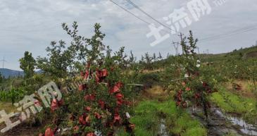 济宁泗水县 120亩 果园 经营权转让