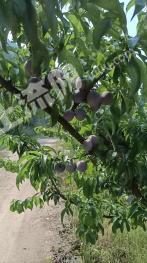 成都新津县80亩果园经营权出租