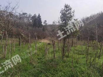 襄阳市谷城县 500亩 灌木林地 经营权转包