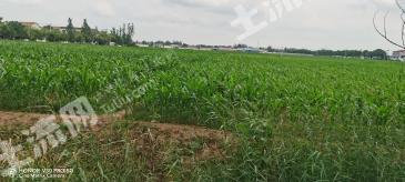 济宁嘉祥县 2000亩 水浇地 经营权出租