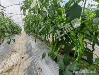 黔南罗甸县 565.98亩 水浇地 经营权出租