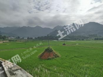 来宾金秀瑶族自治县 2700亩 水田 经营权出租