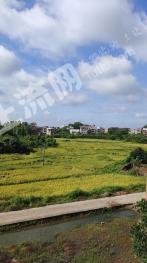 茂名高州市 200亩 水田 经营权出租