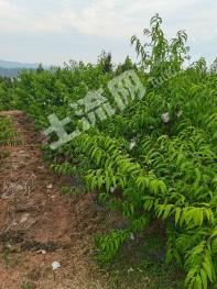 德阳中江县 120亩 果园 经营权转让