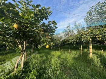 镇江句容市 55亩 果园 经营权出租