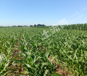 廊坊固安县 600亩 水浇地 经营权合作