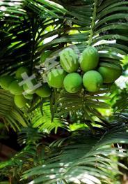 合肥庐江县 50亩 其它林地 经营权转让