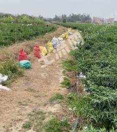 茂名茂南区 130亩 水田 经营权出租