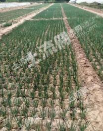 保定涿州市 10.68亩 水浇地 经营权出租