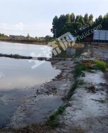 湛江坡头区 98亩 水田 经营权出租
