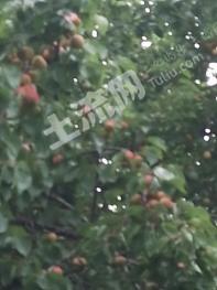 沈阳苏家屯区 380亩 果园 经营权出租