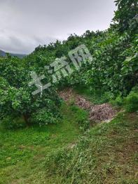 龙岩上杭县 64.81亩 果园 经营权出租