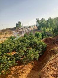 济南钢城区 15亩 果园 经营权出租