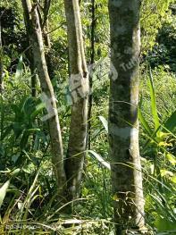 茂名信宜市 200亩 其它林地 经营权转让