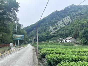 宜昌长阳土家族自治县 1000亩 茶园 经营权出租
