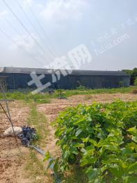 深圳宝安区 15.5亩 水浇地 经营权转让