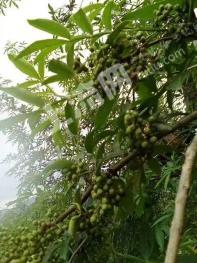 昭通鲁甸县 15.49亩 其它园地 经营权出租