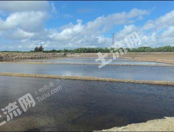 湛江麻章区 128亩 盐碱地 使用权出租