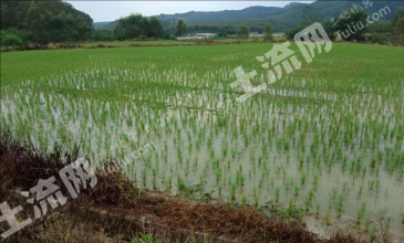 黄冈罗田县 5.33亩 水田 经营权出租