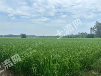 信阳潢川县 20000亩 水田 经营权出租