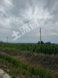 烟台蓬莱市 12000亩 旱地 经营权出租