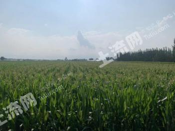 济南济阳区 1500亩 水浇地 经营权出租