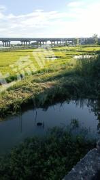 益阳资阳区 99.01亩 水田 经营权转包