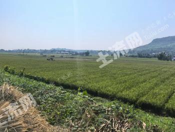 四川宜宾 400亩 水田 经营权出租