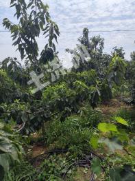 秦皇岛山海关区 5亩 果园 经营权出租