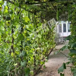 北京顺义区 1亩 农村宅基地 使用权出租