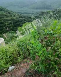 茂名高州市 113亩 其它林地 经营权转让