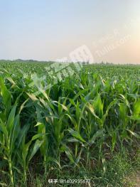 驻马店平舆县 8亩 水浇地 经营权出租