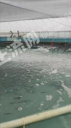 合肥肥东县 20亩 设施农用地 经营权出租