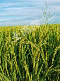 齐齐哈尔龙江县 300亩 水田 经营权出租