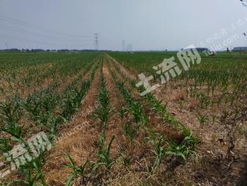 邢台威县 200亩 水浇地 经营权出租
