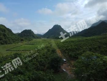 清远英德市 390.37亩 旱地 经营权出租