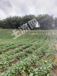 肇庆德庆县 130亩 沙地 使用权出租