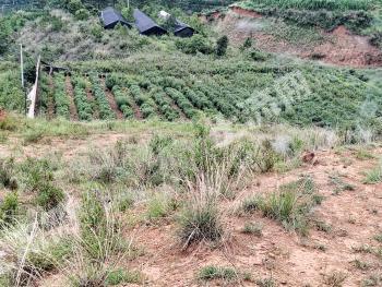 丽江永胜县 138.05亩 旱地 经营权出租