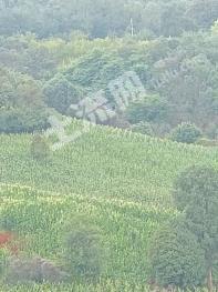 昆明富民县 70亩 水浇地 经营权出租