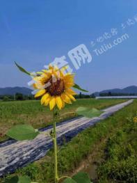 绍兴柯桥区 100亩 旱地 经营权出租