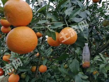 自贡自流井区 50亩 果园 经营权出租