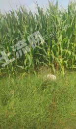 濮阳濮阳县 900亩 水浇地 经营权出租