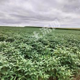 牡丹江宁安市 4500亩 旱地 经营权入股